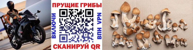купить   Славгород  Псилоцибиновые грибы мицелий 